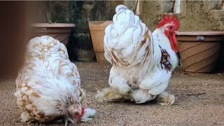 fancy hen cochin bantam breed of chicken chicken [upl. by Ailey]