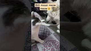 Billi mausi aur shero funnyvideo cat funny comedy catlover cute catlaughs laughoutloud [upl. by Noicpecnoc335]