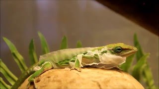 Green Anole Molting Shedding [upl. by Riorsson998]