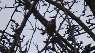 Blue Tit UK Wildlife [upl. by Reppiks]