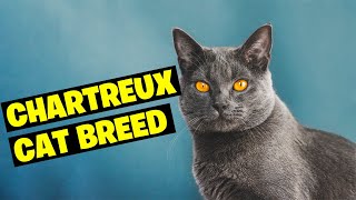 Chartreux Cat Breed 101Discover the French Treasure [upl. by Nohsauq]