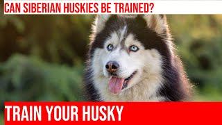 Train Your Siberian Husky for Obedience Trials [upl. by Silverman769]