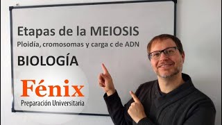 Etapas de la Meiosis ploidia cromosomas y carga ¨c¨ de ADN [upl. by Giulietta216]