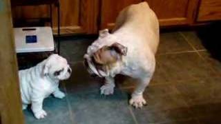 Bulldog Mom and baby playing [upl. by Oni]