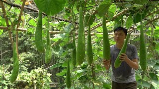 A life of gourd from seed to harvest Robert  Green forest life [upl. by Mouldon225]