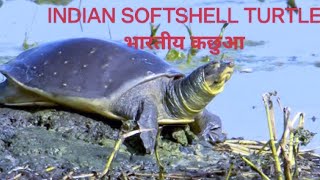 soft shell turtle feeding video [upl. by Akkin]