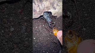 Feeding my Vinegaroon arachnidinsectsbugvinegaroonarthropodsspidertarantulaanimalsfyp [upl. by Derdlim]