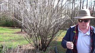 Elderberry Tree Pruning  Dewalt tree trimmer Controlling your elderberry maximize production [upl. by Letnahc]