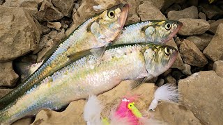 How to catch Skip Jacks below Dams on big Rivers how to preserve Herring [upl. by Dallman]