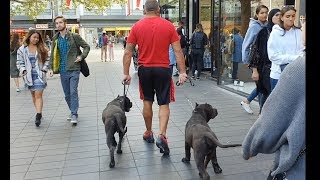 2 black panthers spotted in Rotterdam centrum [upl. by Letnwahs821]