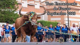 Toro Enmaromado de Yuncos Atletico ganadería El Tajo septiembre 2023 [upl. by Jegger387]