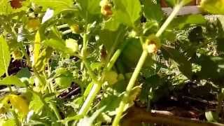 How Tomatillos Grow [upl. by Esteban278]