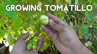 Tomatillo Planting Growing Harvesting  Enjoy this tangy twist on tomatoes [upl. by Ayifa]