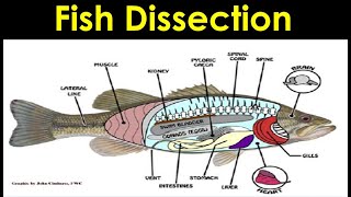 Fish Dissection [upl. by Etolas]