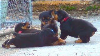 Cute Rottweiler Puppies Playing Together [upl. by Eutnoj]