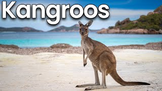 All about Kangaroos for Kids Kangaroos Facts and Information for Children [upl. by Namrej]