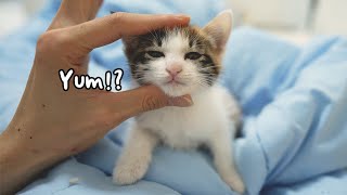 How a Rescued Kitten Can Be Loved by Their New Family [upl. by Ennayelsel873]