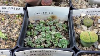 Planted Some More Lithops And Ebay Scams [upl. by Hcirdeirf]