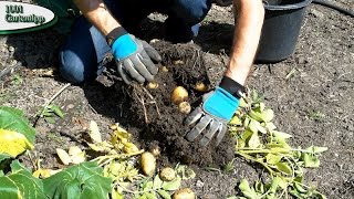 Gartentipp 0316 März Kartoffeln im Kübel ziehen  vom setzen bis zur Ernte [upl. by Annaehs427]