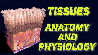 Tissues  Types of Tissues  Anatomy amp Physiology [upl. by Ekim]