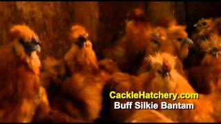 Buff Silkie Bantam Chicken Breed Breeder Flock [upl. by Ris]