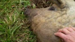 Curly Coated Mangalitza pigs [upl. by Ahsema]