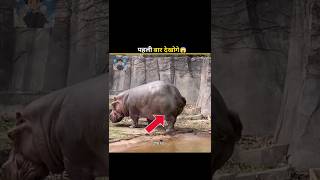 Why do hippos spray their feces”💩 short viral hippo [upl. by Raul118]