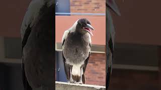 Mr amp Mrs Swoopys new baby 🥹❤️  3rd November 2024  Juvenile Australian Magpie [upl. by Coke]