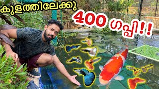 കടയിലെ മുഴുവൻ ഗപ്പിനേം മേടിച്ചു  Bought 400 Fishes [upl. by Rog]