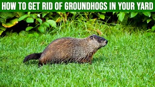 How to Get Rid of Groundhogs in Your Yard 4 Easy Steps [upl. by Sadonia]