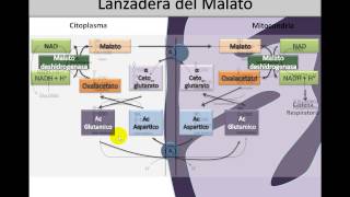 Óxido Reducción 3 ⚡️ Lanzadera de Malato y Piruvato Deshidrogenasa [upl. by Aihseit]