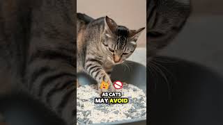 catcare KittyLitter cattips petcare pettips cat cats catlover catvideos catshorts fyp [upl. by Donaugh776]