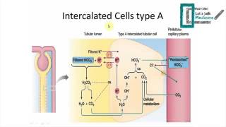 Acidbase balance The physiology [upl. by Boot]