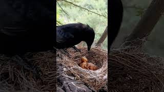 Black drongo bird small babies P 2 shortsvideo youtubeshorts [upl. by Ogeid]