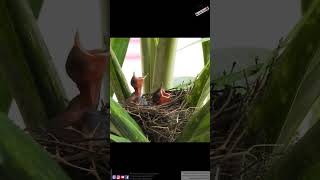 Redvented bulbul and Chicks1 [upl. by Eisse]