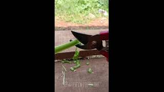 Satisfying cuttings shorts 🌿🍀 [upl. by Deeas]