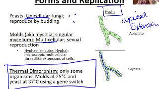 Introduction to Fungi [upl. by Teyut]