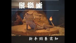 【鬆獅蜥】Part 2： 新手養鬆獅蜥前的準備工作🐉 [upl. by Jeralee757]