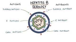 Understanding Hepatitis B Serology Results [upl. by Laney]