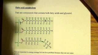 Fatty acid metabolism [upl. by Aiuqet]