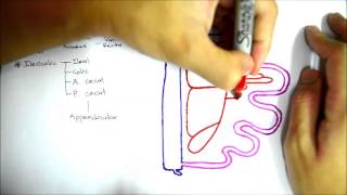 Superior Mesenteric Artery [upl. by Atirec]