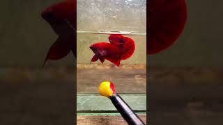 Red Plakart Betta Fish bettafish [upl. by Wiskind]