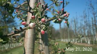 Apple Blossom Time Lapse [upl. by Hurd]