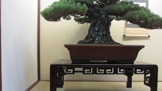 Tokonoma Bonsai display [upl. by Schlicher]