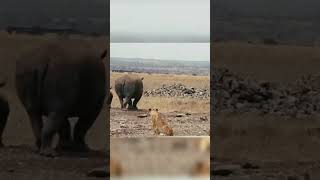 Rhino hiding its calf from LionRhinoLionwildlifeshorts [upl. by Johnna]