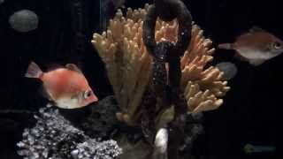 Boarfish Aquarium  SEA LIFE MUNICH [upl. by Heady]