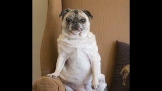 Claras Cutest Pug Dog Trick [upl. by Sharleen703]