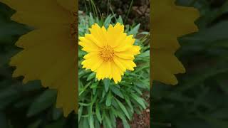 Coreopsis basalisGoldenmane tickseed [upl. by Ocisnarf]