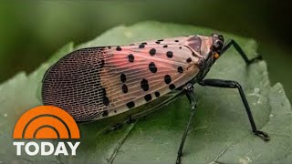 What To Do If You Come Across A Spotted Lanternfly [upl. by Aicirpac591]