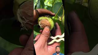 How to remove outer shell of walnut  youtubeshorts agriculture youtubeshorts viral amazing [upl. by Rahel618]